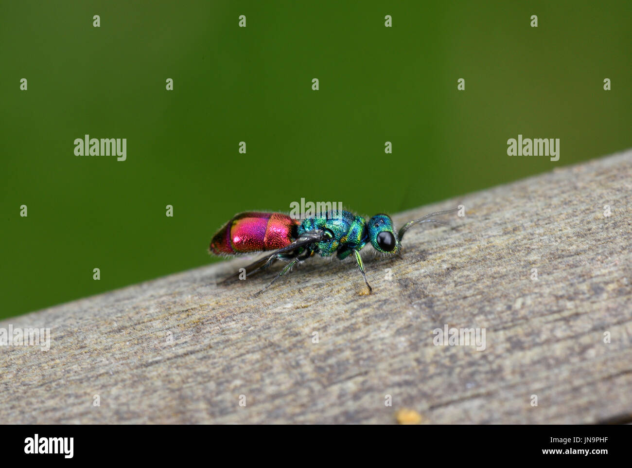 Ruby-tailed Wasp (Chrysis ignita) adulto a riposo su legno, Monmouth, Galles, Settembre Foto Stock