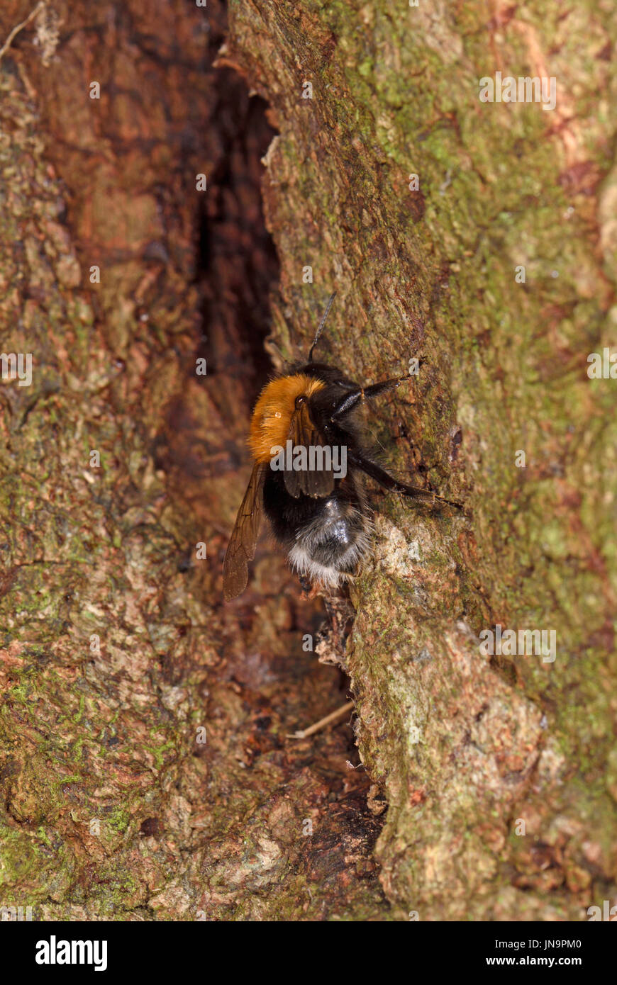 Tree Bumblebee (Bombus hypnorum) in ingresso al foro di nido nella struttura ad albero, Monmouth, Galles, Agosto Foto Stock