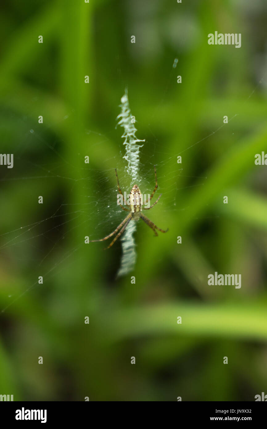 Wasp spider sul web Foto Stock