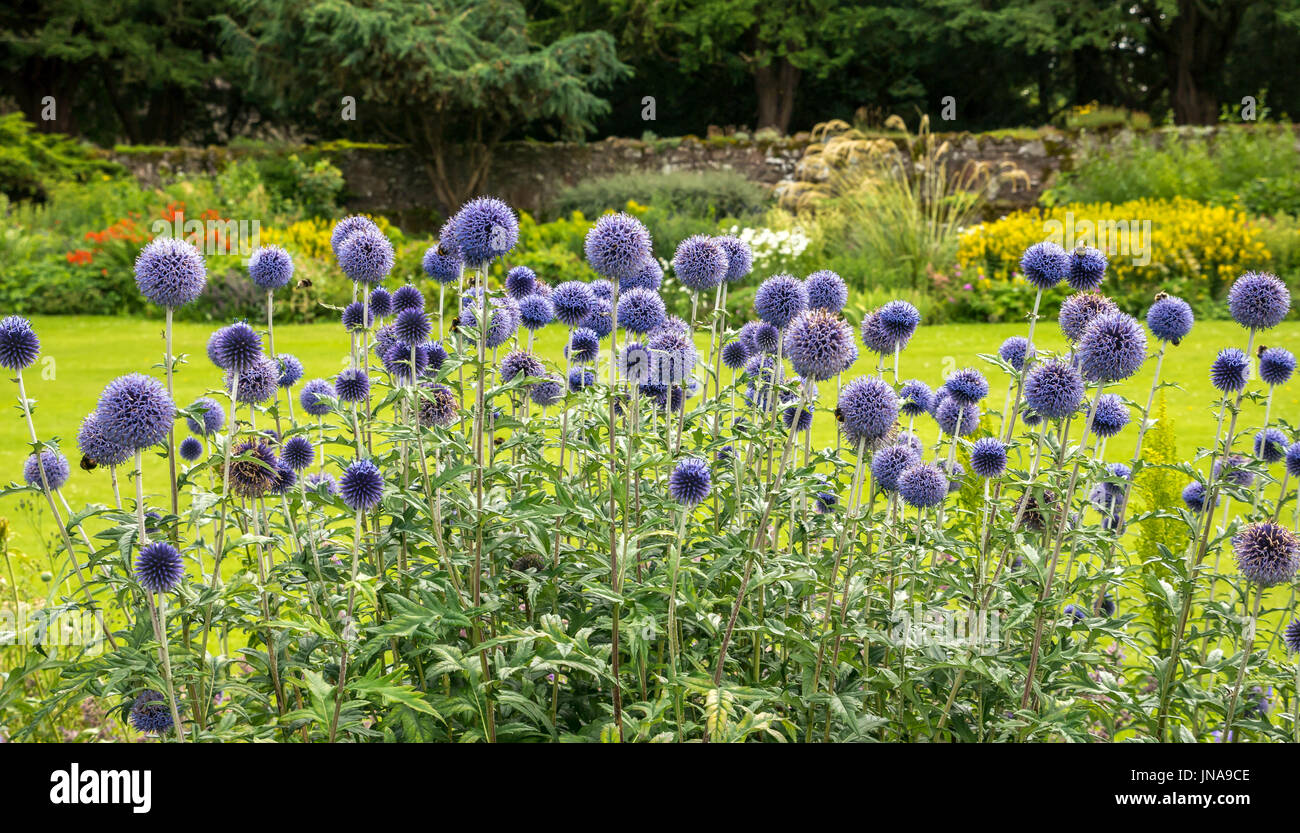 Alti thistles del globo fiorito, Echinops sphaerocephalus, con le api, l'arte del castello di Dirleton e il giardino dei fiori dell'artigianato, Lothian orientale, Scozia, Regno Unito Foto Stock