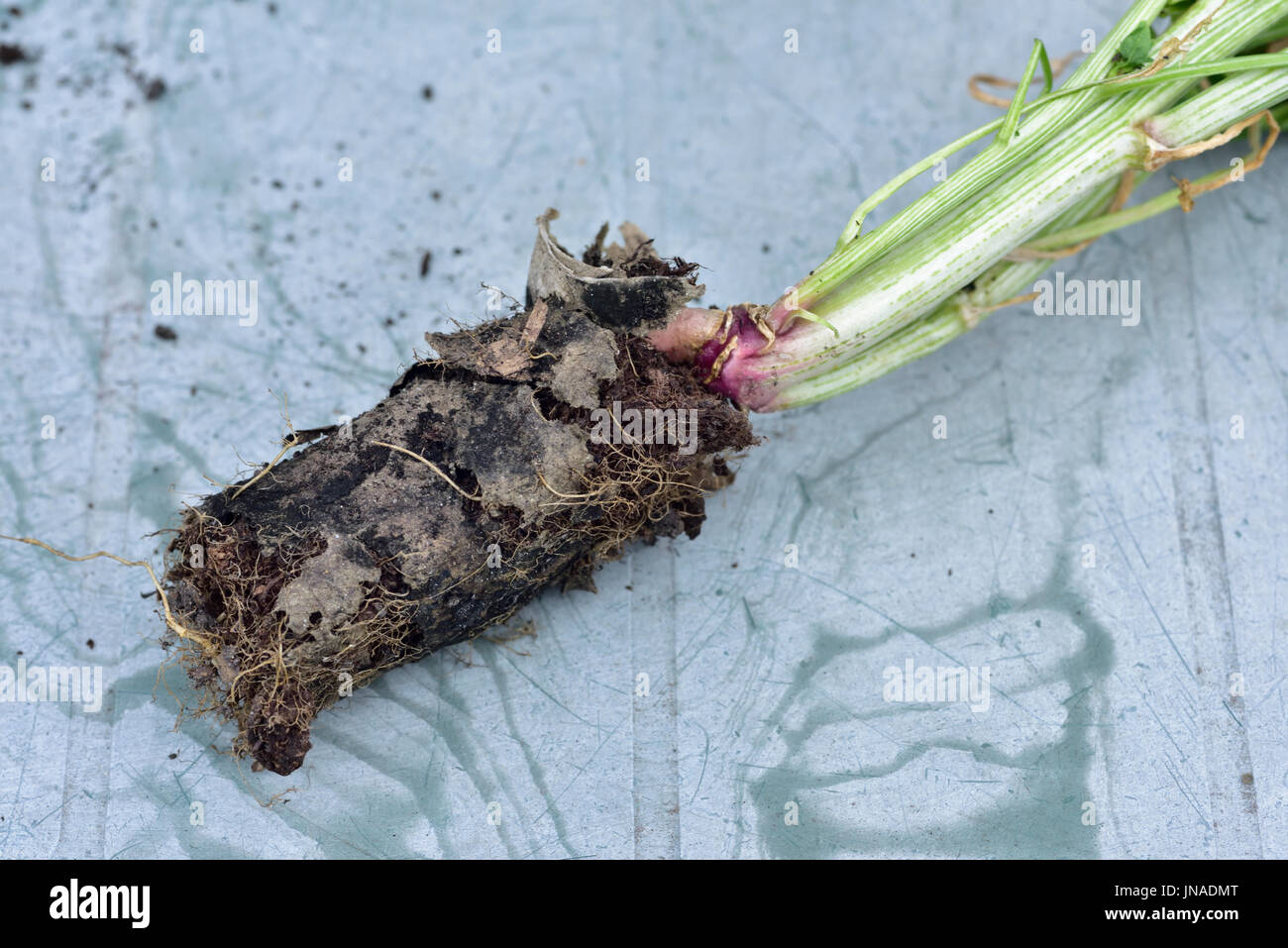 Radice di spinaci legato impianto avviato in cartone sottile tubo e non è in grado di fuoriuscire come tubo non disintegrazione abbastanza rapido Foto Stock