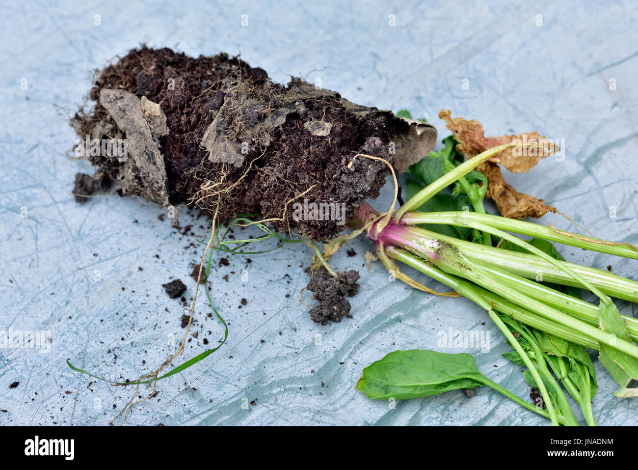 Radice di spinaci legato impianto avviato in cartone sottile tubo e non è in grado di fuoriuscire come tubo non disintegrazione abbastanza rapido Foto Stock