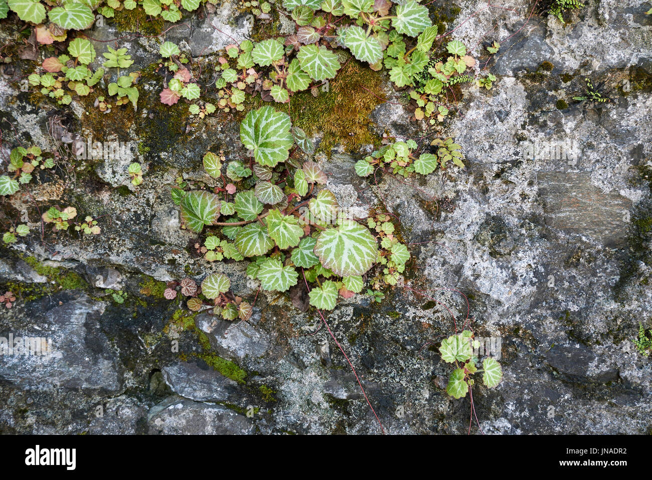 Saxifraga stolonifera Foto Stock