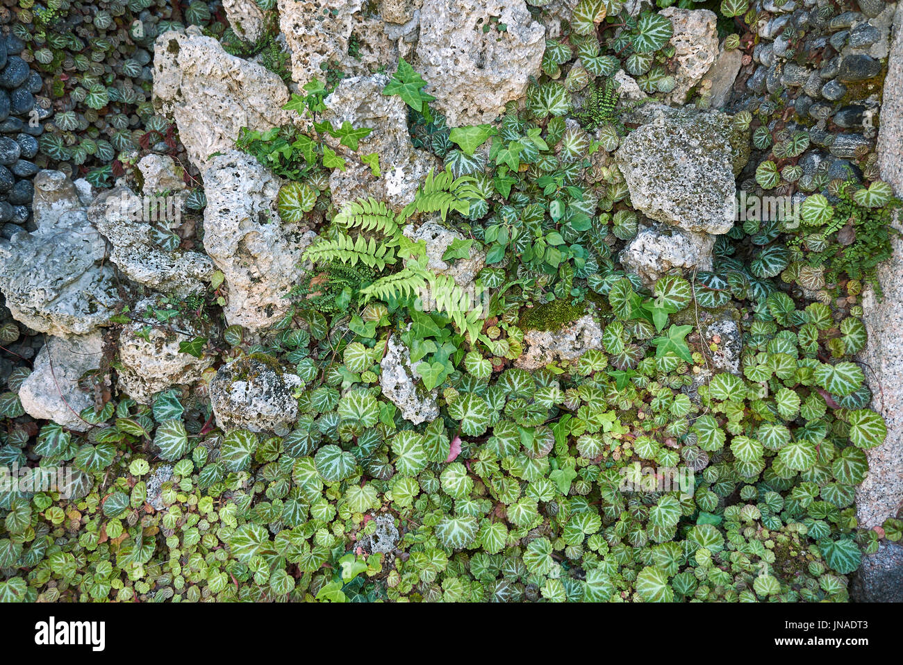 Saxifraga stolonifera Foto Stock