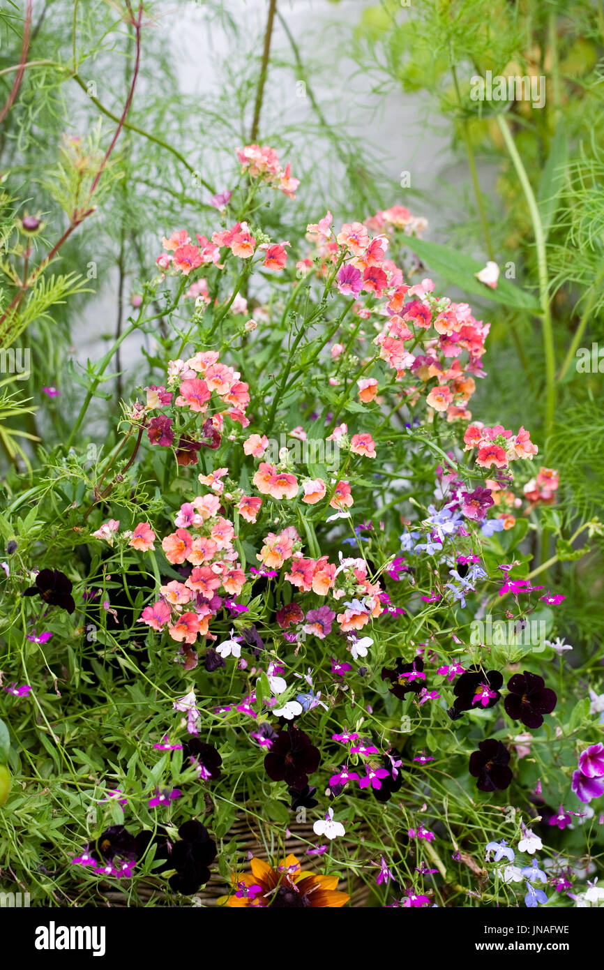 Coloratissimi fiori d'estate. Foto Stock