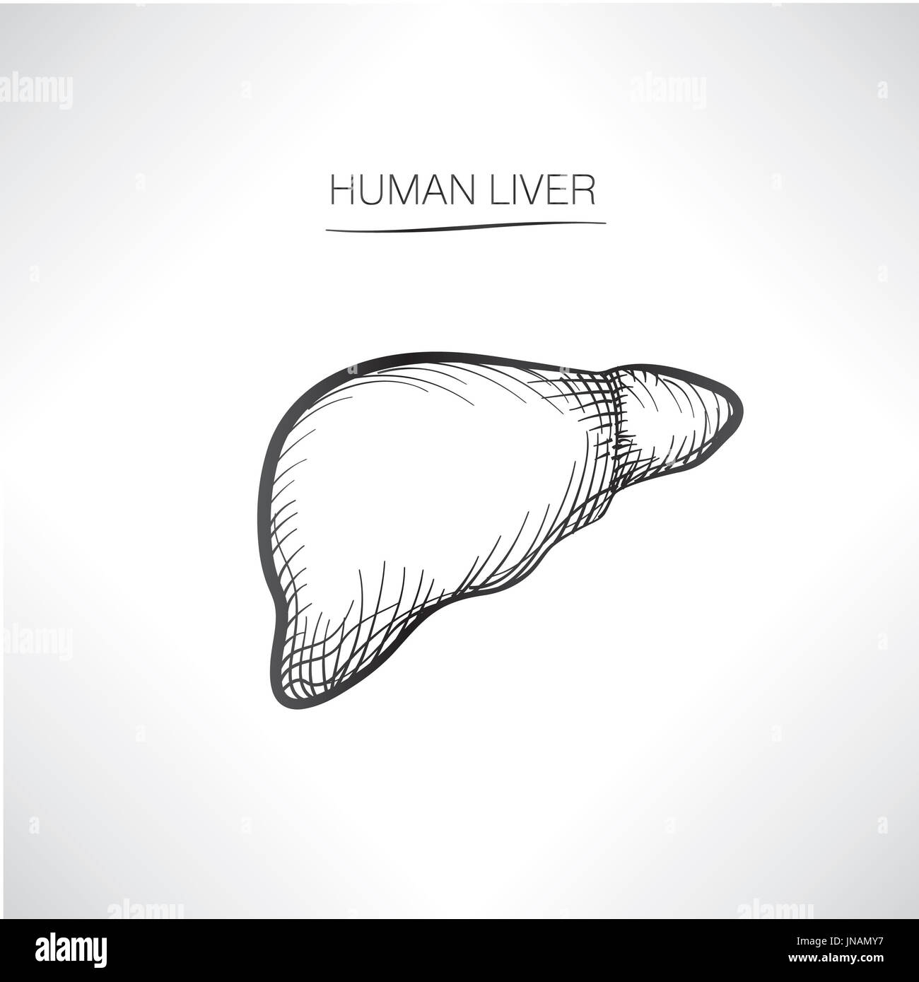 Il fegato umano iolated. Organo interno icone schizzo Foto Stock