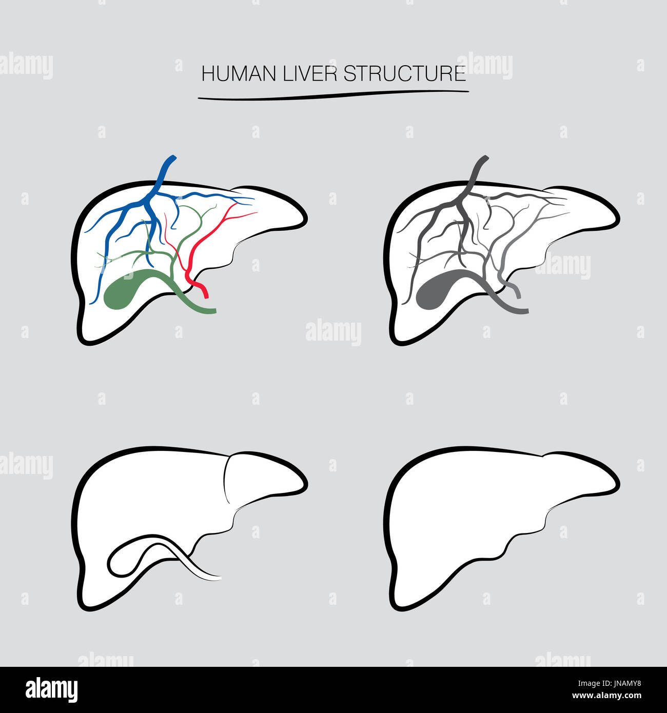 Il fegato umano struttura. Umano organo interno set di icone Foto Stock
