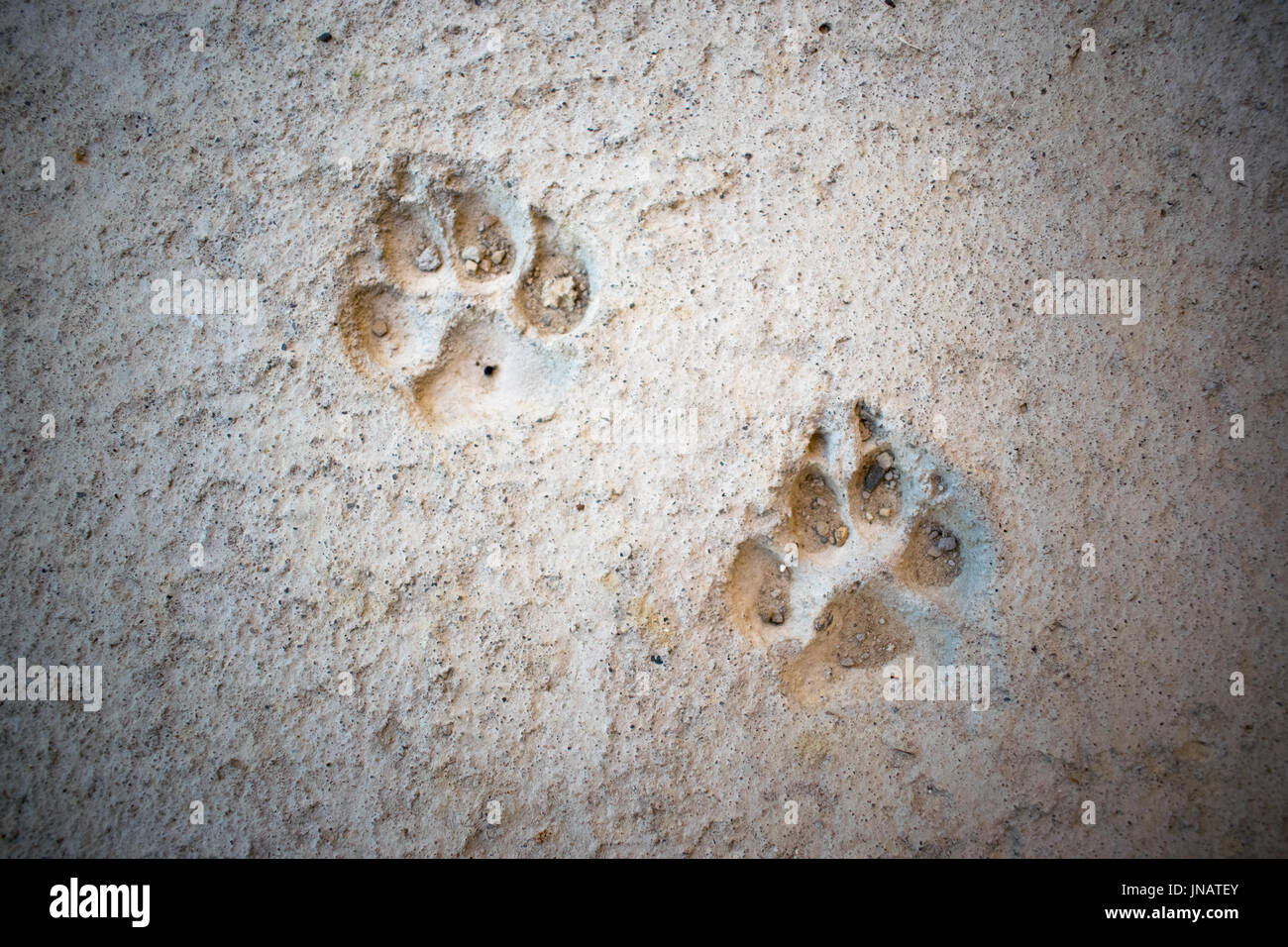 Dog paw timbro in calcestruzzo Foto Stock