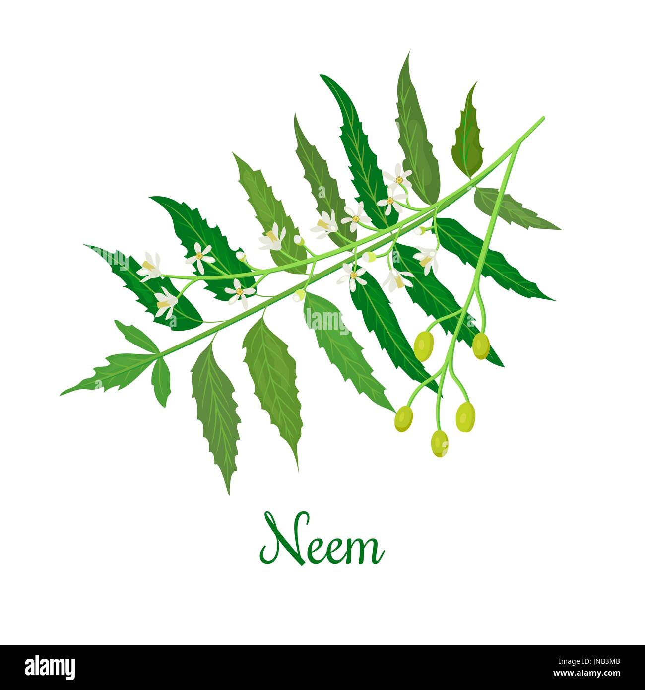 Neem o nimtree. Erbe ayurvedica. La salute e la natura. pianta medicinale. Design per olio essenziale, cosmetici naturali, prodotti sanitari, aromaterapia, Illustrazione Vettoriale