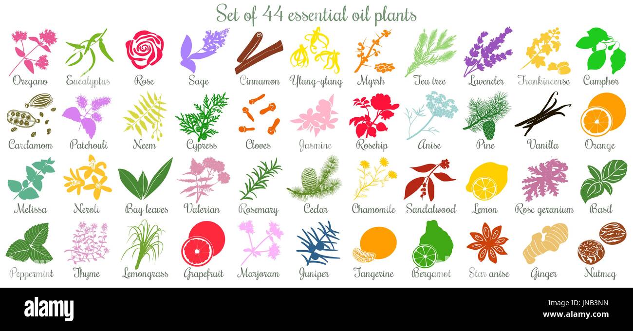 Grande set di 44 piante di olio essenziale. in stile appartamento, colorati Illustrazione Vettoriale