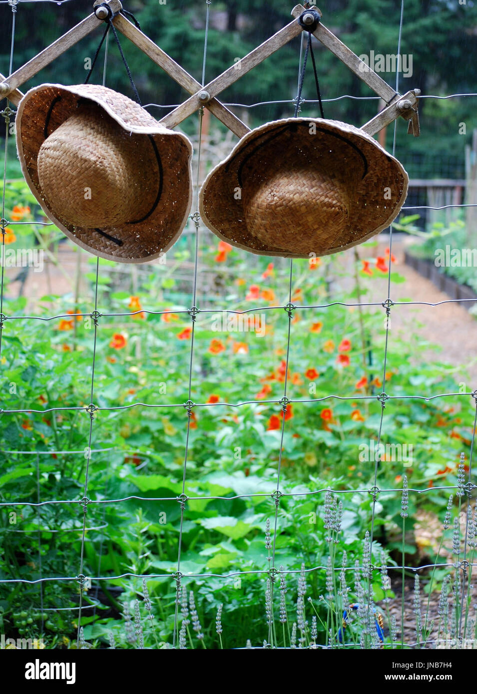 Giardino di paglia cappelli appendere all'entrata di un orto comunitario, Bainbridge Island, WA. Stati Uniti d'America Foto Stock