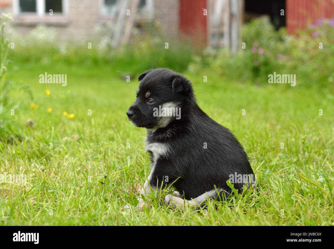 Lapponia renne cane, renne Herder, lapinporokoira (finlandese), lapsk vallhund (svedese). Cucciolo mensile in cantiere Foto Stock