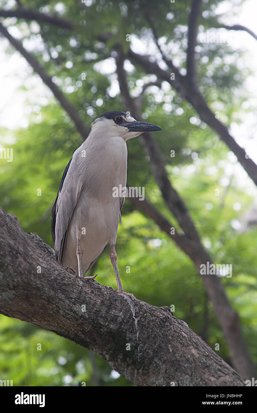 Nero notte incoronato heron a Caracas, Venezuela Foto Stock