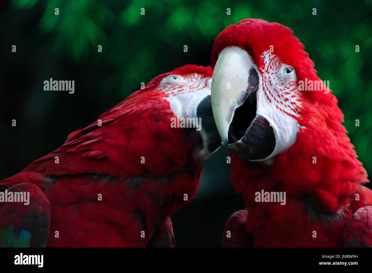 Un macaw sa che stai guardando loro mentre gli altri macaw sta mostrando affetto al primo macaw. Foto Stock