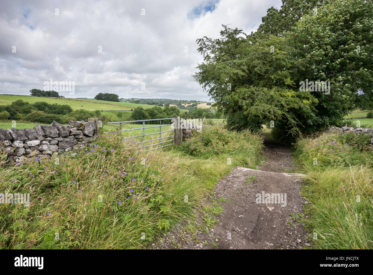 Azienda Agricola via e gate nella campagna inglese in estate. Foto Stock