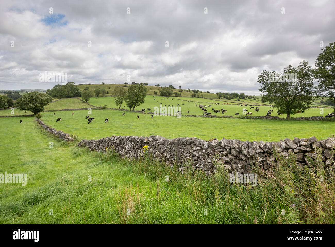 Bestiame bovino di caseificio in lussureggianti campi del Peak District campagna, Derbyshire, in Inghilterra. Foto Stock
