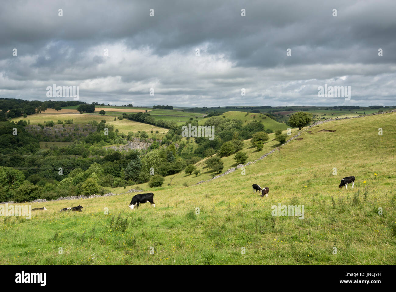 Le mucche al pascolo nei campi del picco bianco vicino a Buxton, Derbyshire, in Inghilterra. Foto Stock