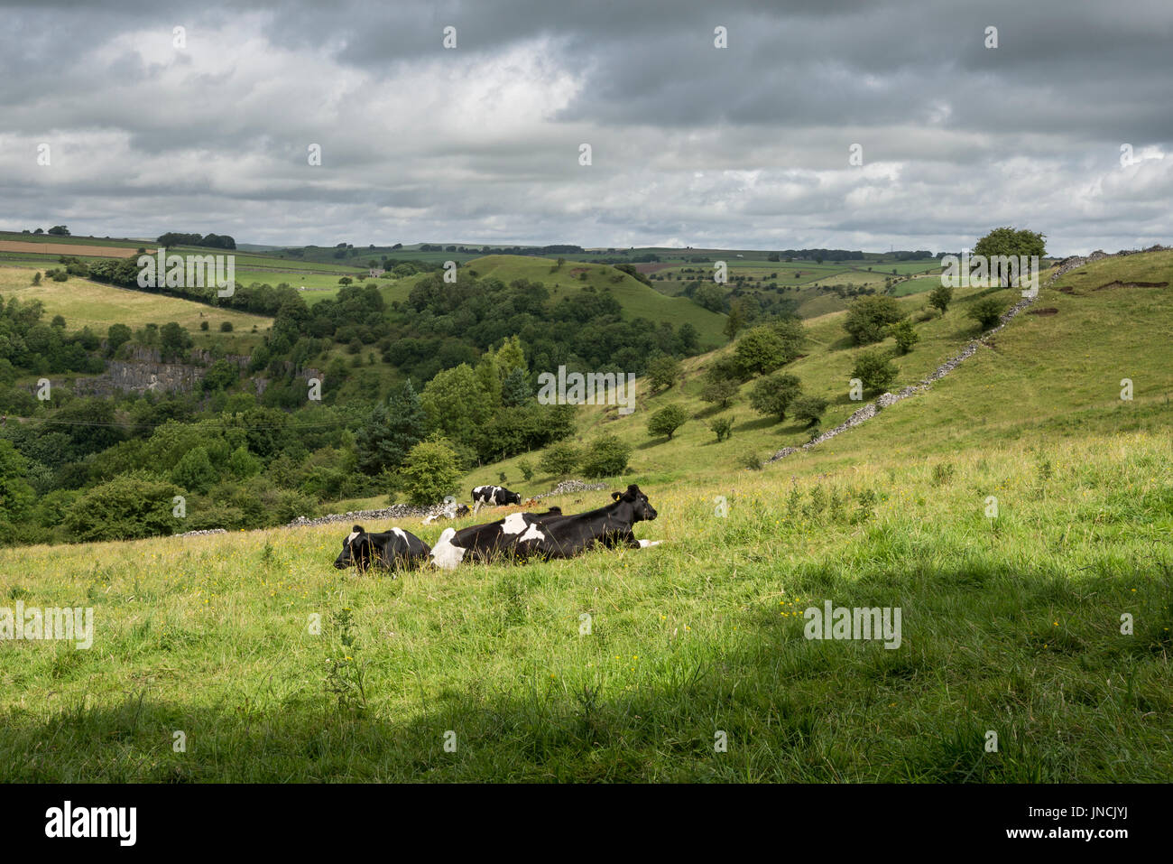 Le mucche al pascolo nei campi del picco bianco vicino a Buxton, Derbyshire, in Inghilterra. Foto Stock