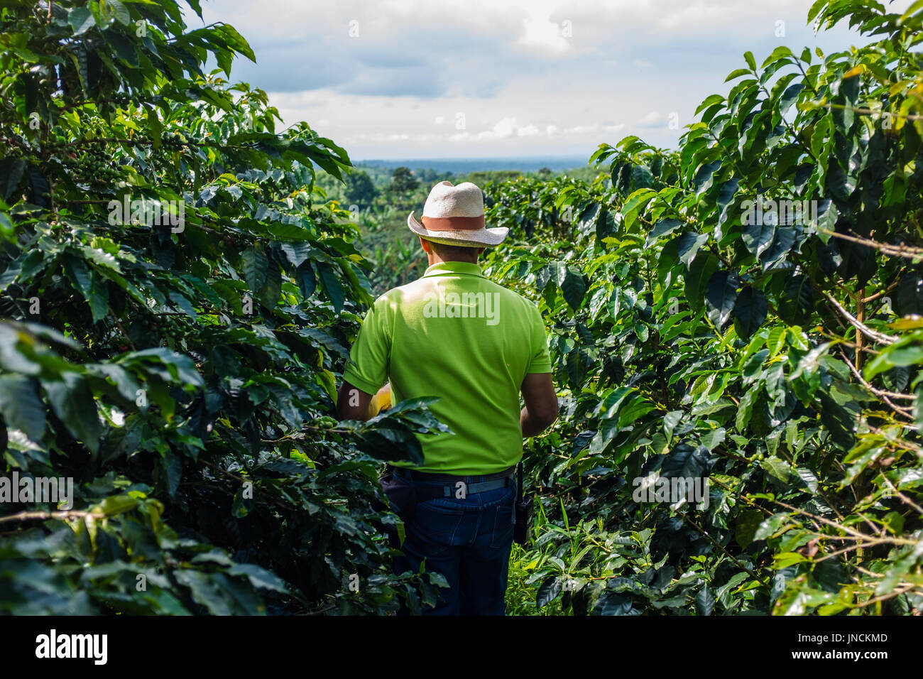 Un agricoltore passeggiate nella piantagione di caffè Foto Stock