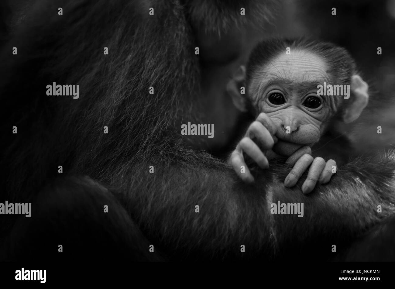 Una immagine in bianco e nero di una piccola scimmia Foto Stock