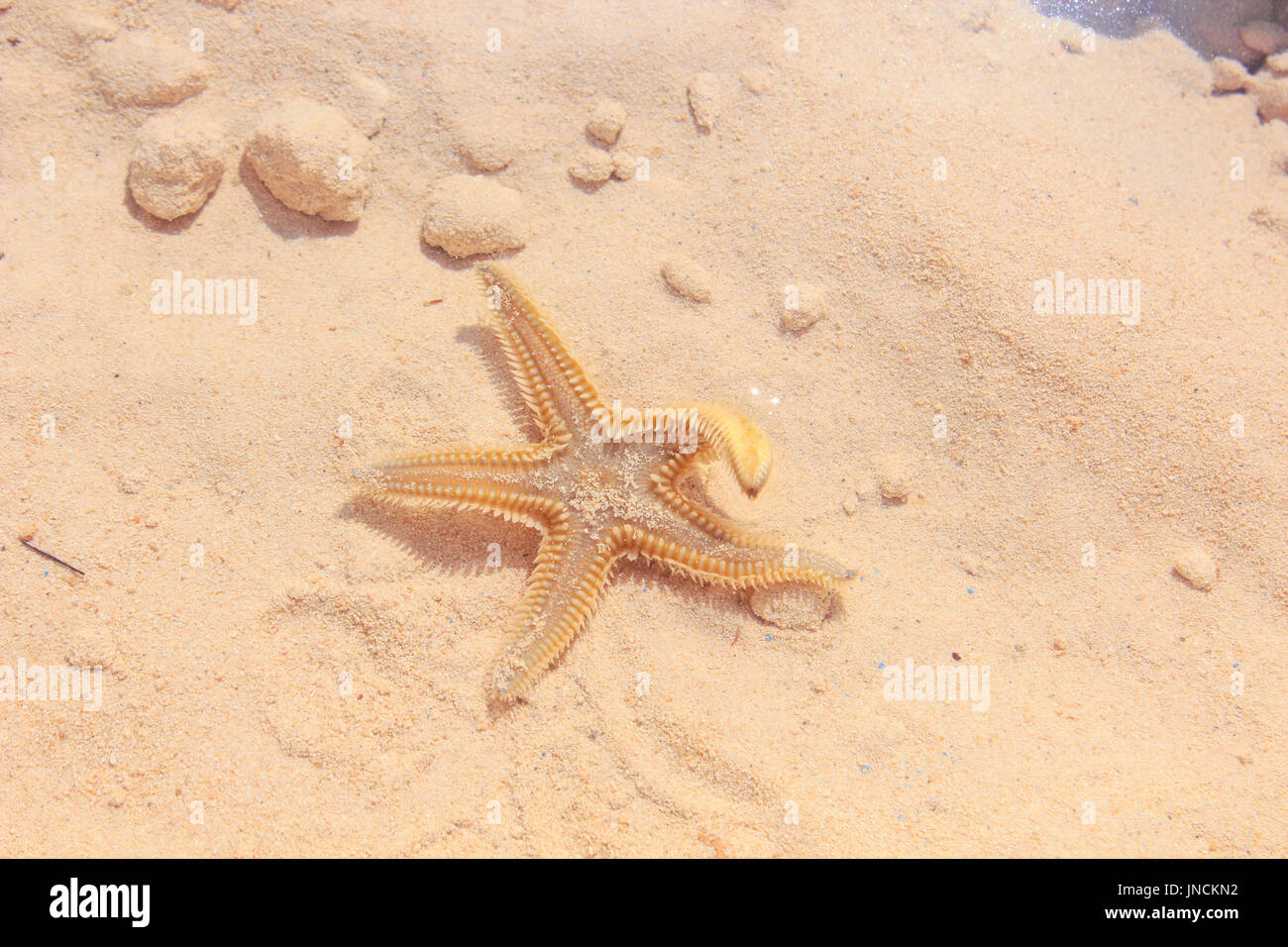 Stella di mare sulla spiaggia / stella di mare sulla spiaggia con sabbia in background Foto Stock