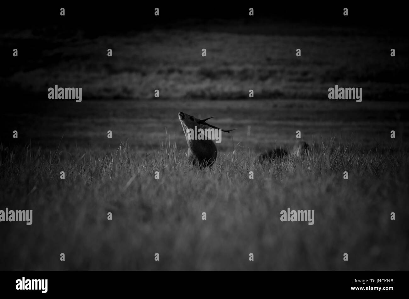 Indian hog deer Foto Stock