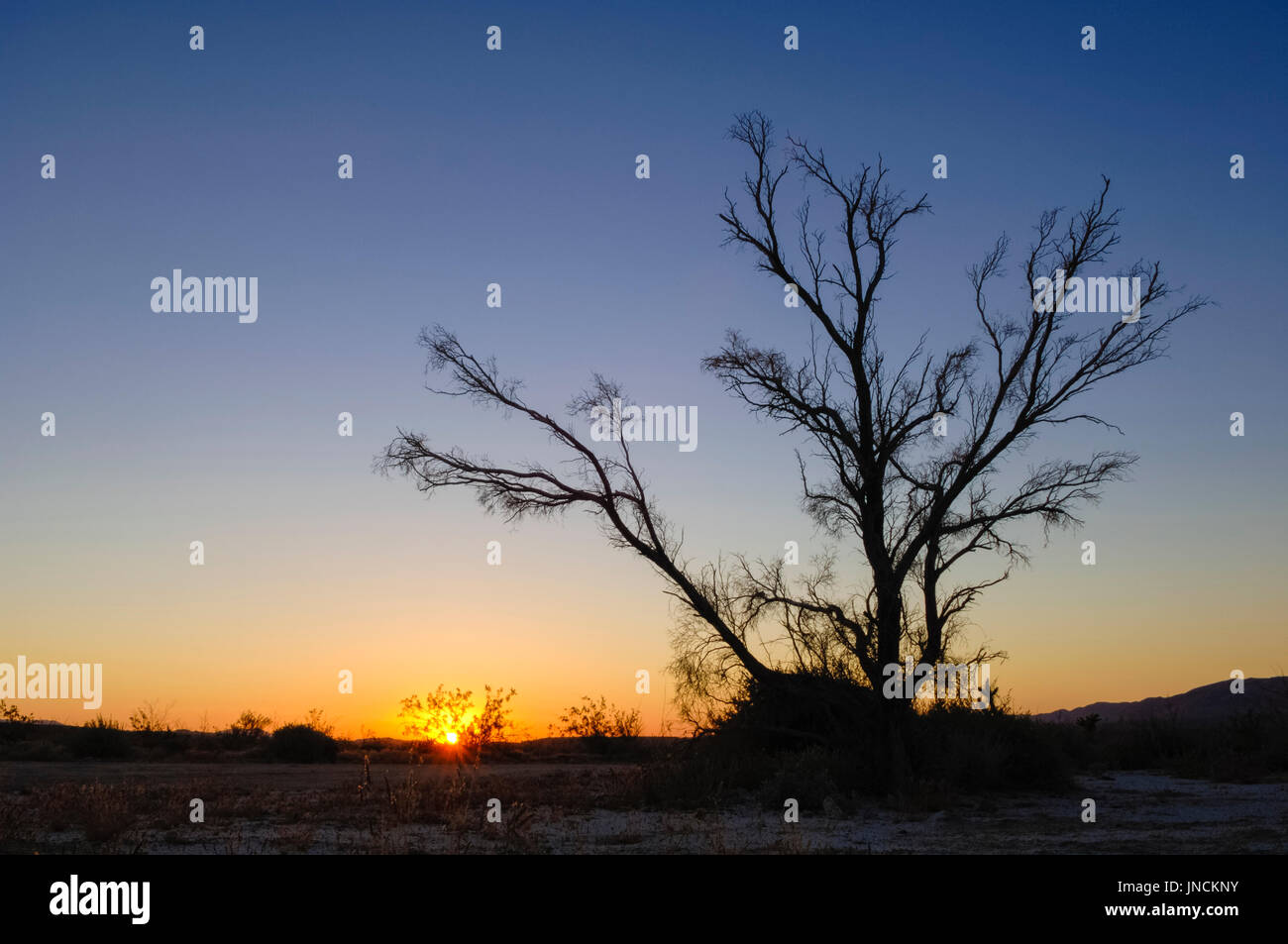 Albero di fumo di sunrise, Anza Borrego Desert State Park, California. Foto Stock