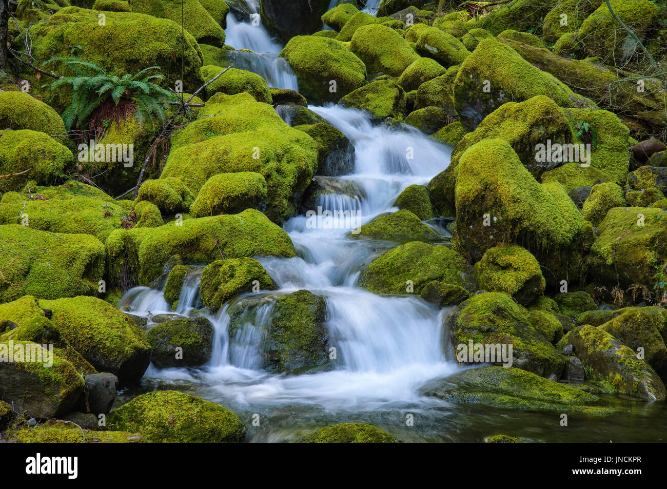 Cascate su Scott Creek, Willamette National Forest, Cascade Mountains, Oregon. Foto Stock