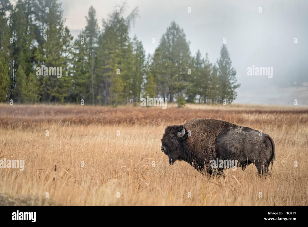 Bison in Upper Geyser Basin in vecchie fedeli, il Parco Nazionale di Yellowstone, Wyoming. Foto Stock