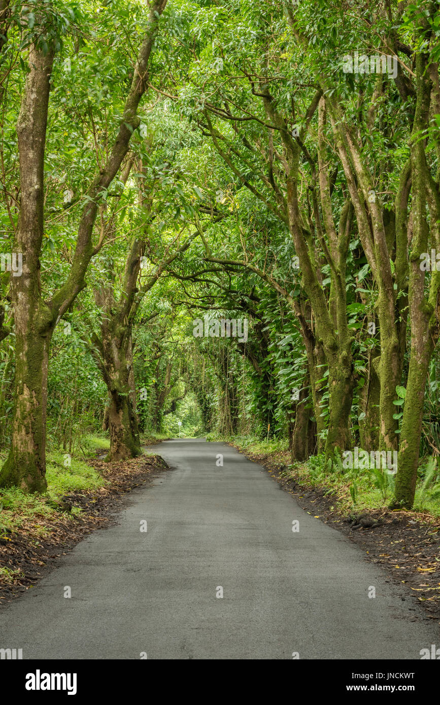 Tunnel di alberi sulla strada Pohoiki, Puna distretto, isola di Hawaii. Foto Stock