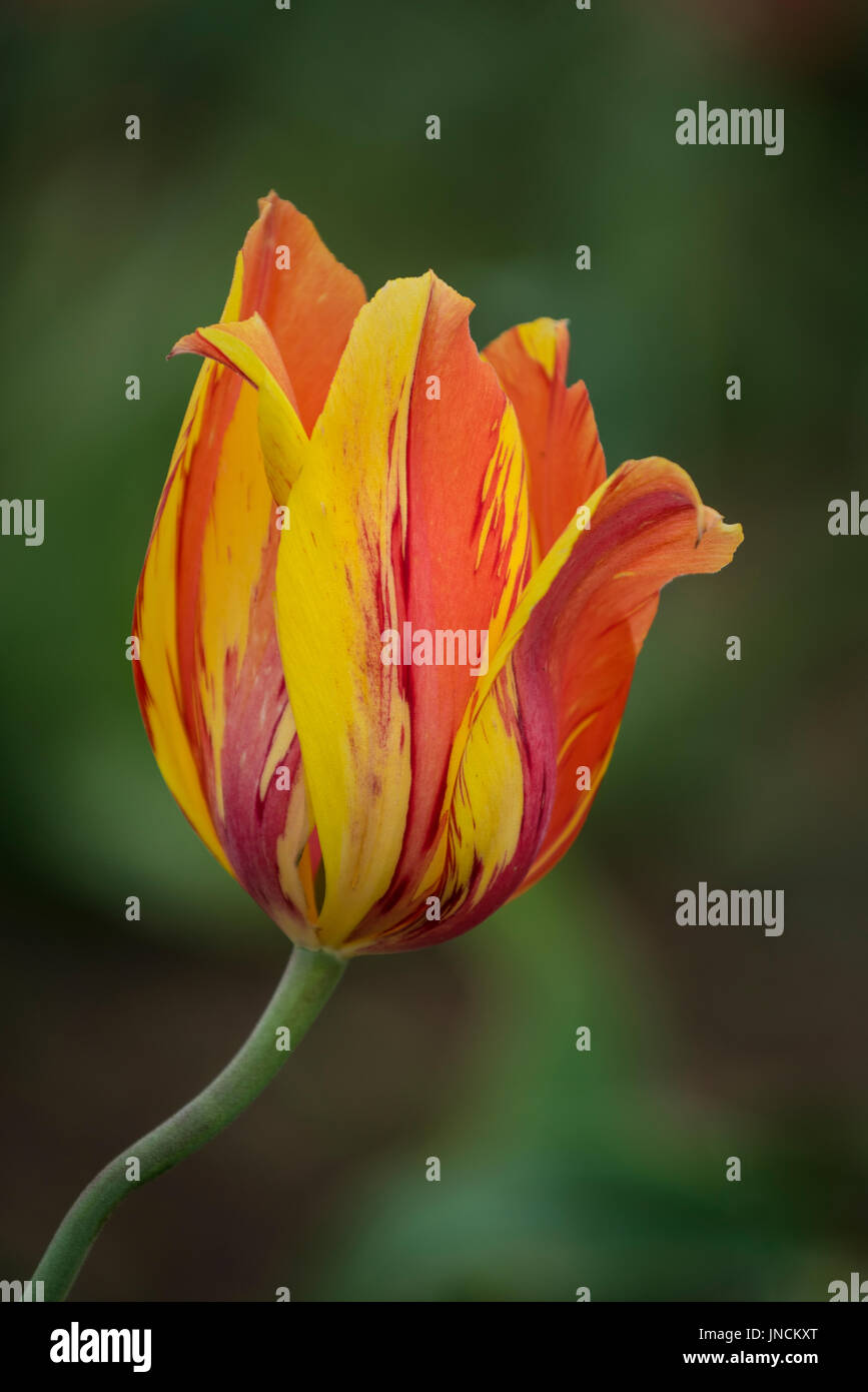 Tulip blossom; cassone in legno Tulip Company, Willamette Valley, Oregon. Foto Stock