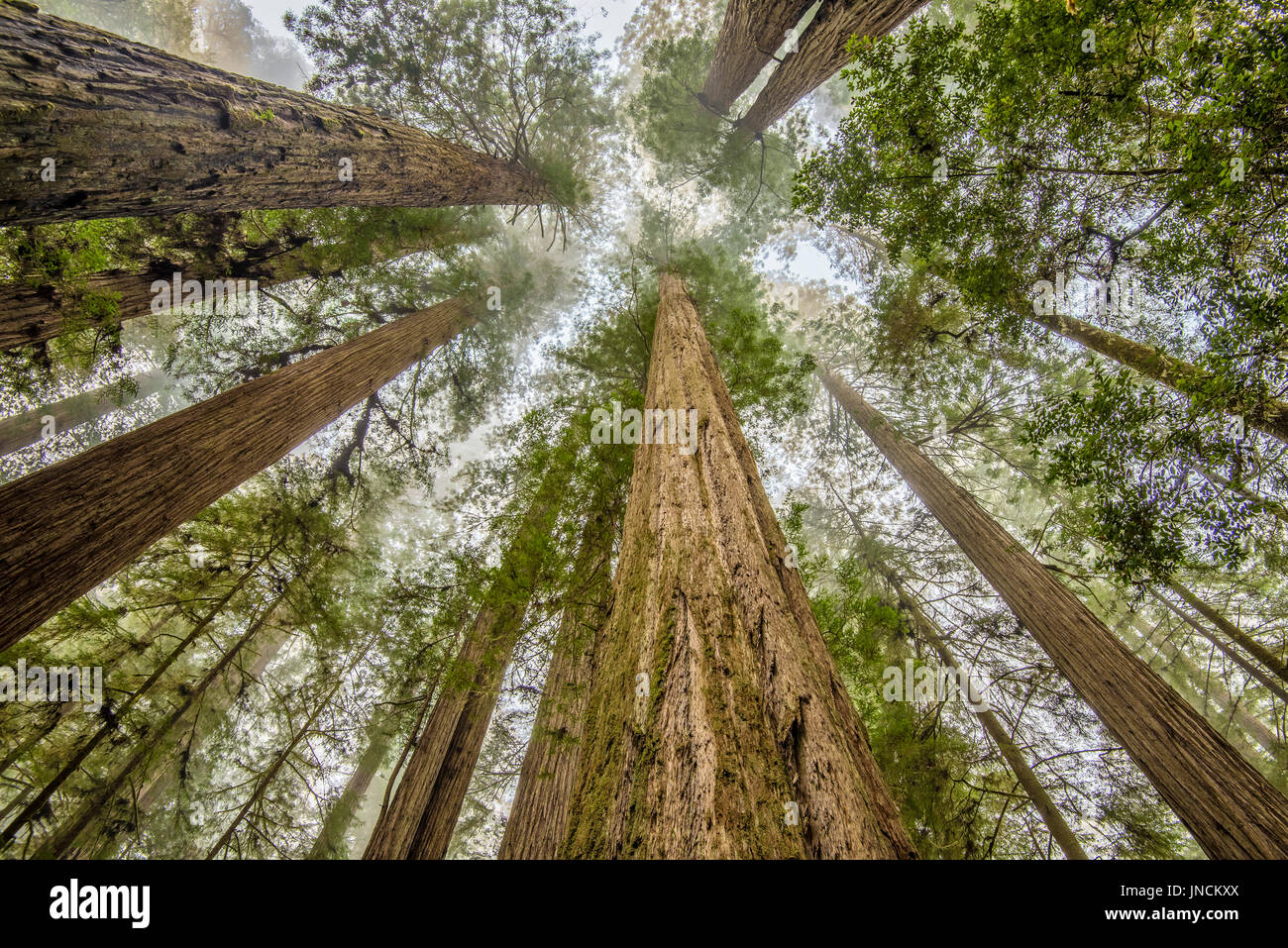 Alberi di Sequoia in Simpson-Reed Grove, Jedediah Smith State Park, California. Foto Stock