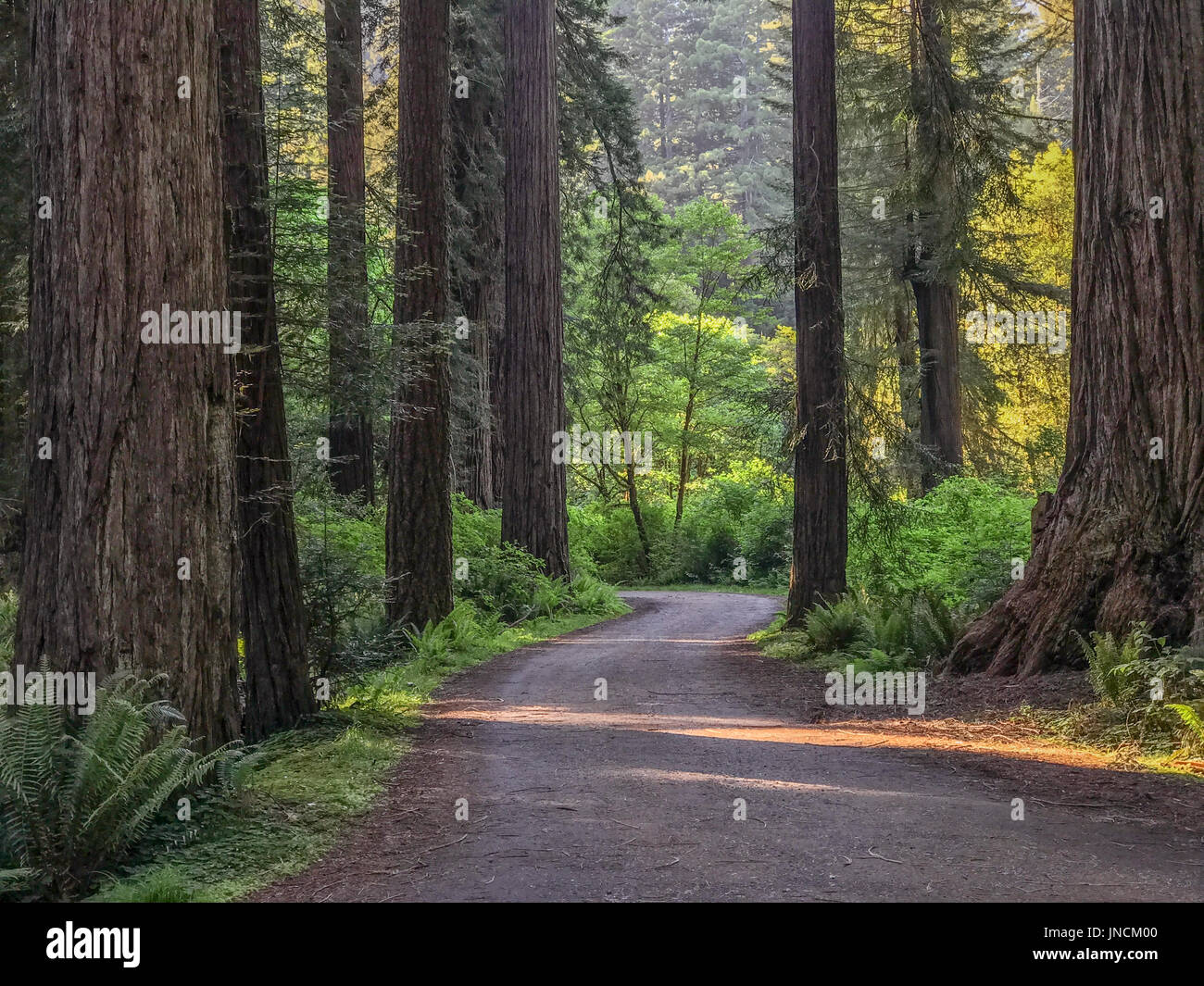 Cal canna Road, Prairie Creek Redwoods State Park, California. Foto Stock