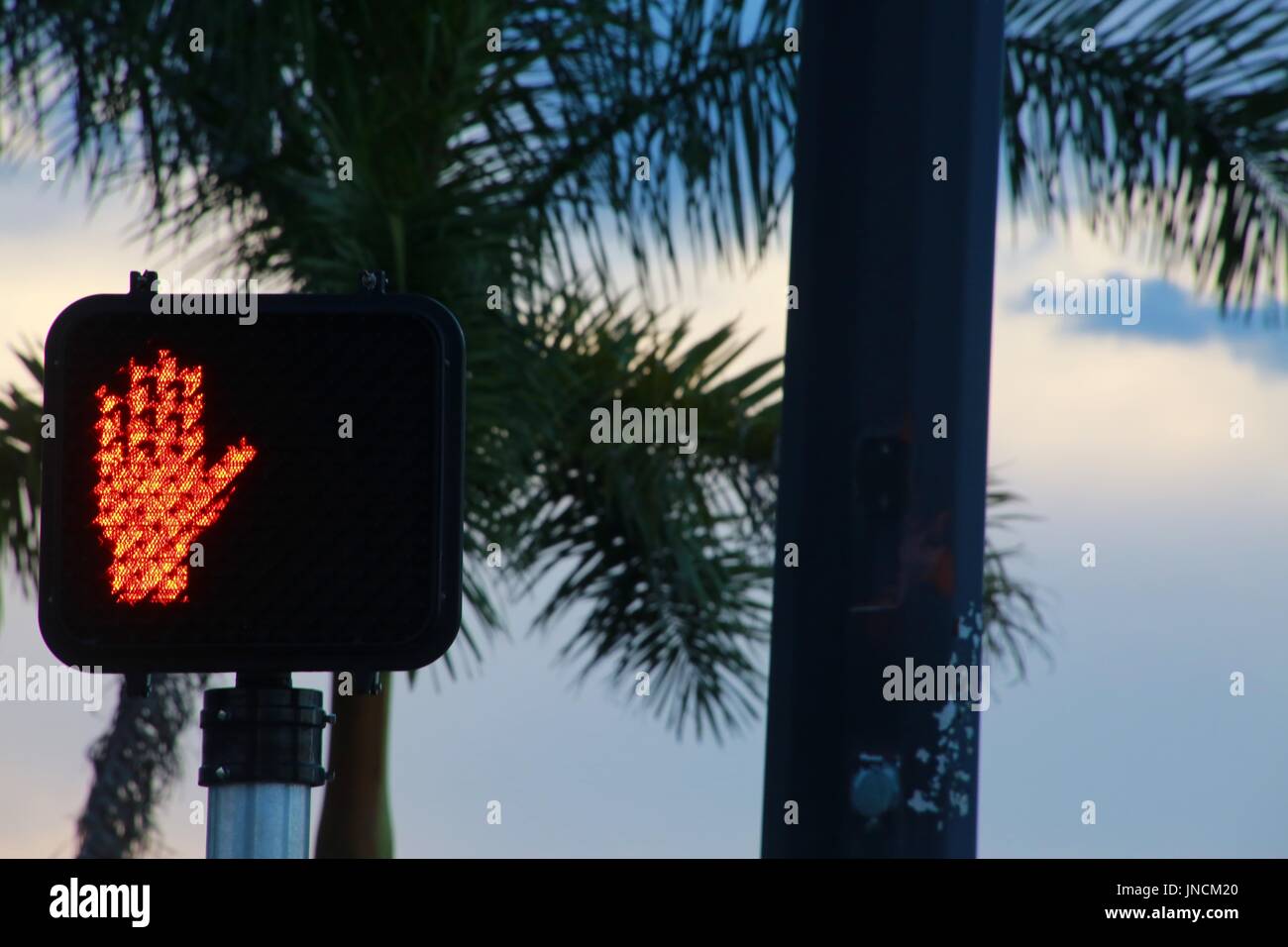 Illuminato rosso non camminare a piedi fino a mano simbolo del segnale nella zona di intersezione al crepuscolo contro le Palme Foto Stock