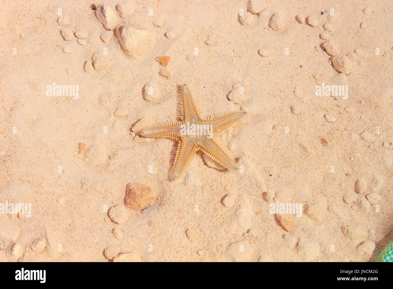 Stella di mare sulla spiaggia / stella di mare sulla spiaggia con sabbia in background Foto Stock