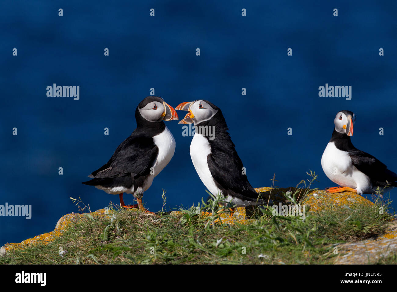 Atlantic i puffini interagire Foto Stock