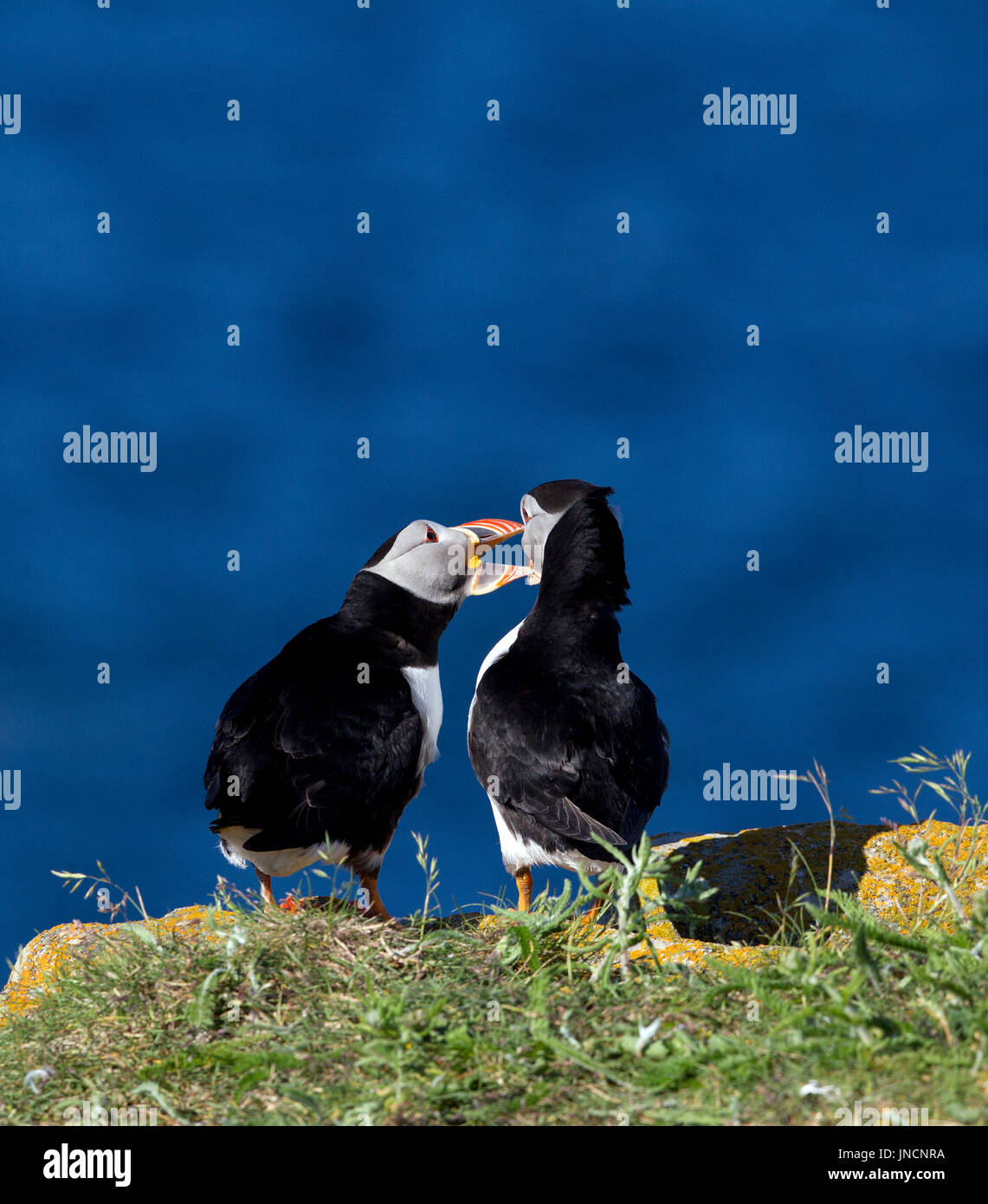 Atlantic i puffini interagire Foto Stock