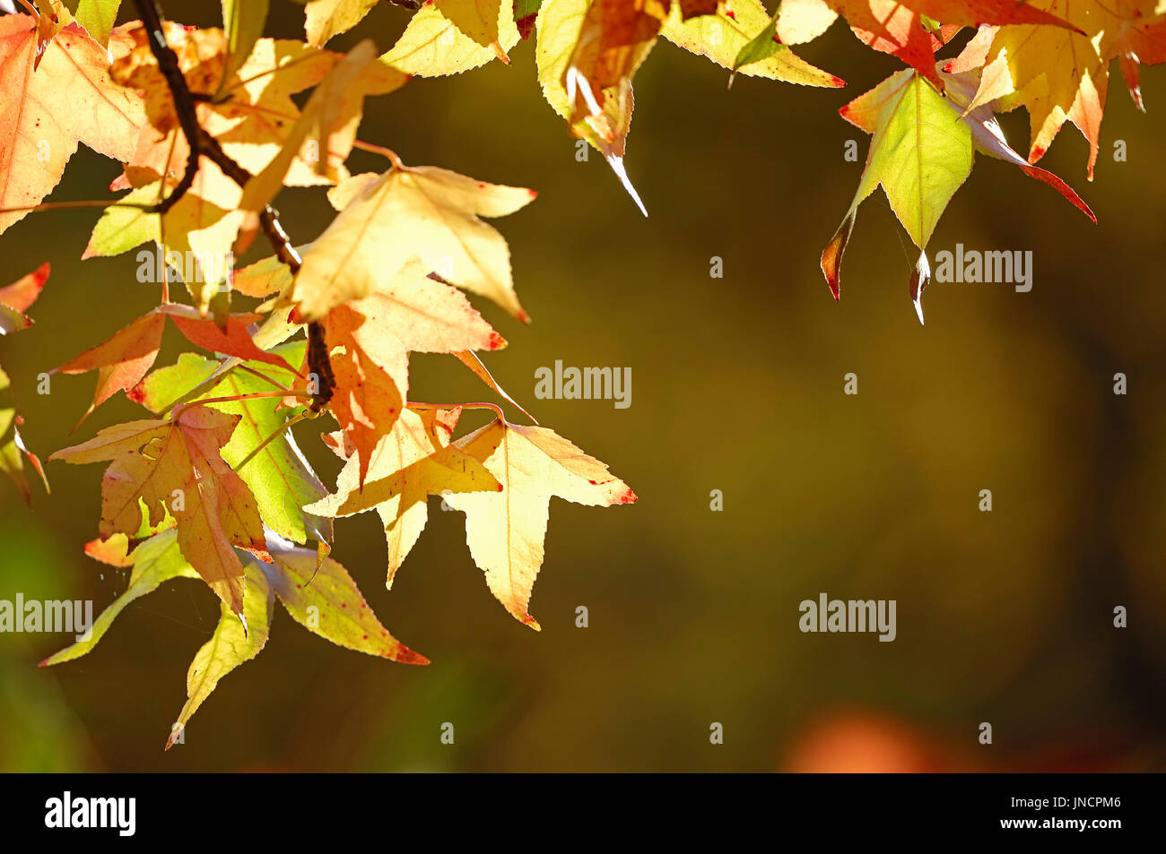 Dolce americano Gum, le foglie in autunno / (Liquidambar styraciflua) | Amerikanischer Amberbaum, Blaetter im Herbst Foto Stock