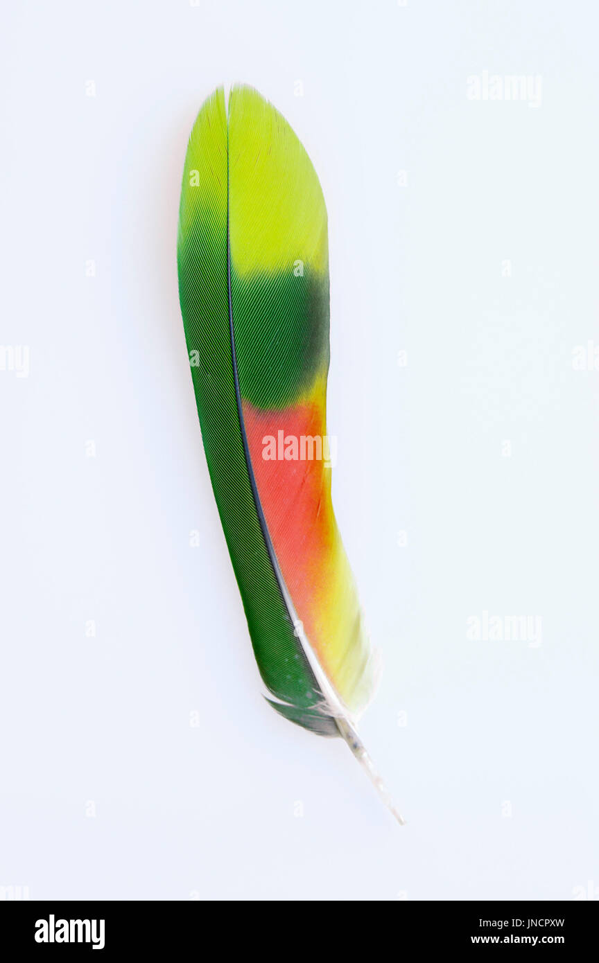 Giallo testa di Amazon, feather / (Amazona oratrix) Foto Stock