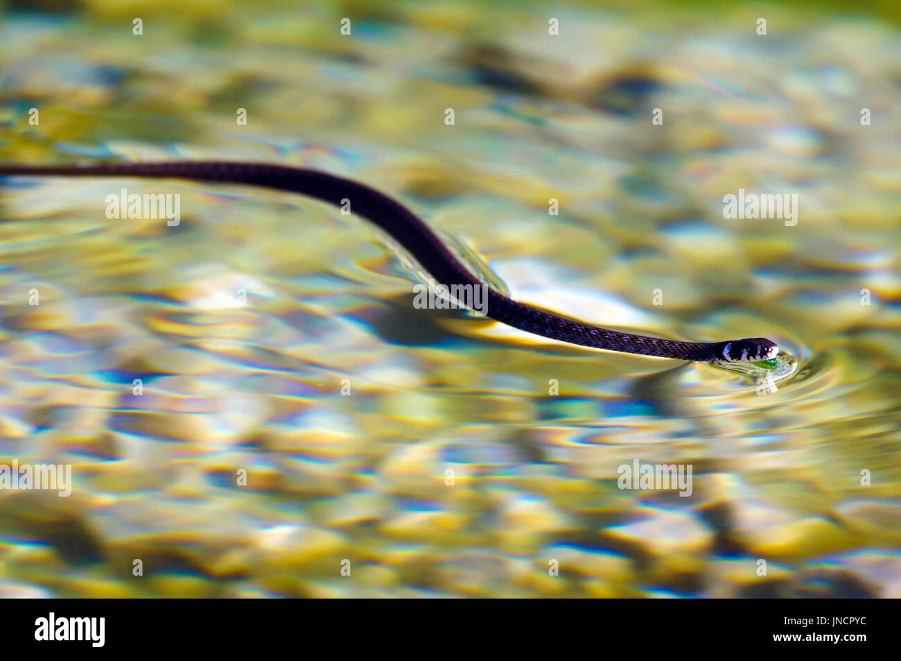 La biscia dal collare (Natrix natrix) è il nuoto su una superficie di acqua. Foto Stock