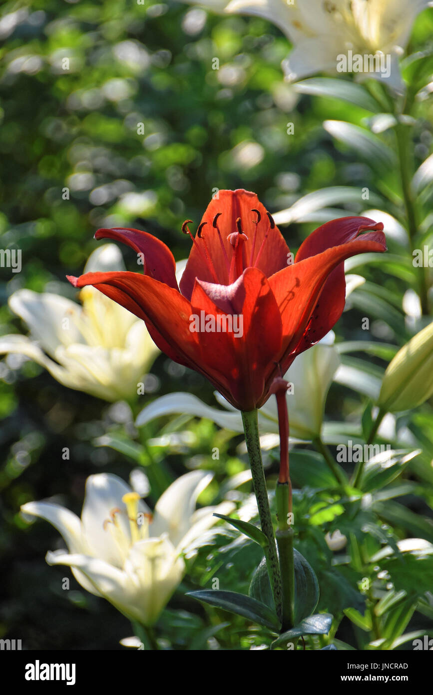 Giglio rosso alla luce del sole contro gigli bianchi in background Foto Stock