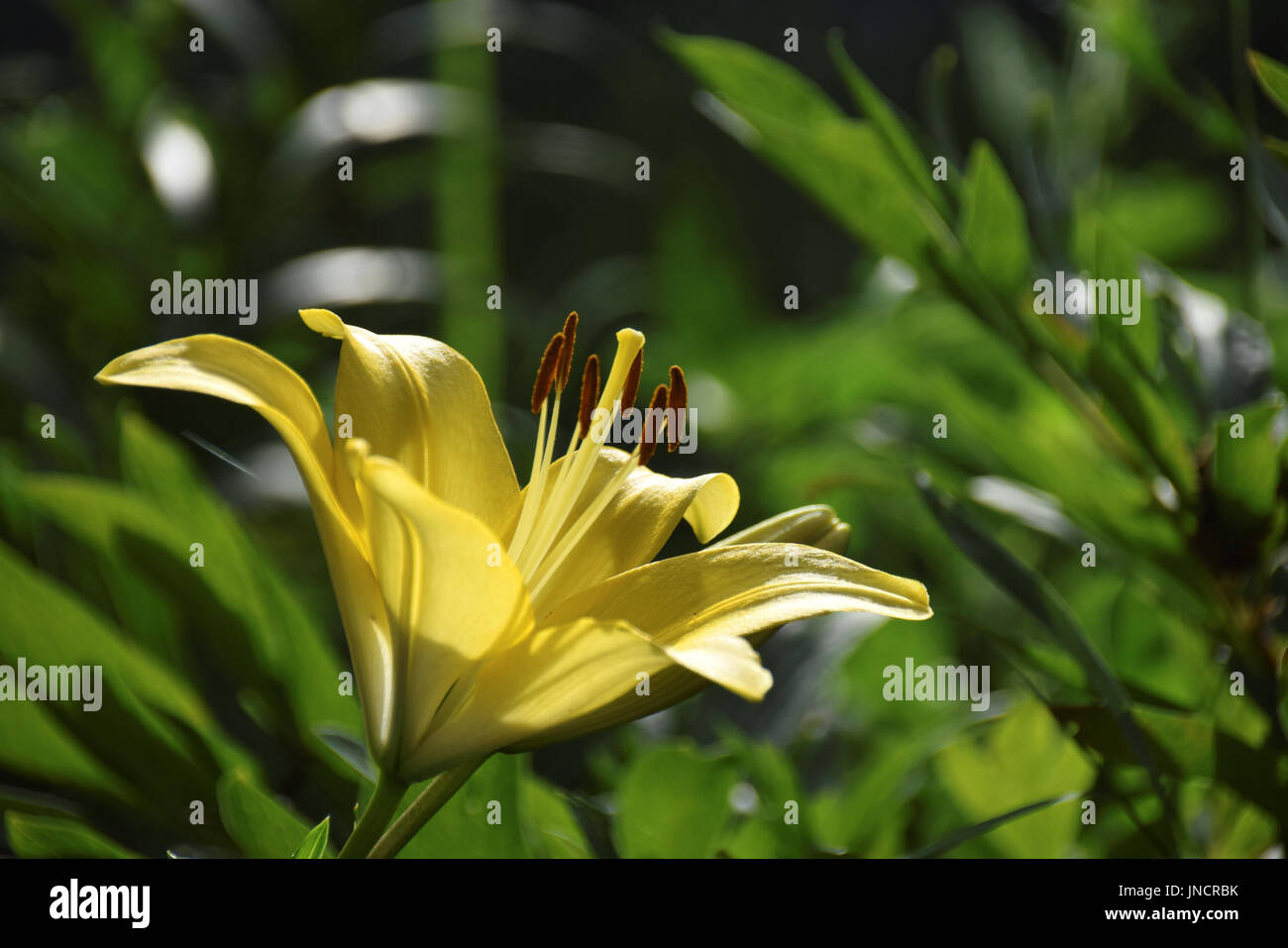 Giglio giallo nella luce del sole contro le foglie sfocate in background Foto Stock