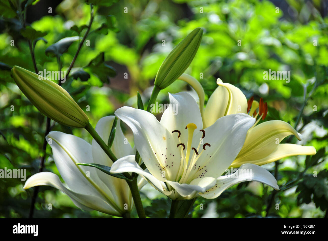 Gigli bianchi nella luce del sole contro sfocato verde sfondo soleggiato Foto Stock