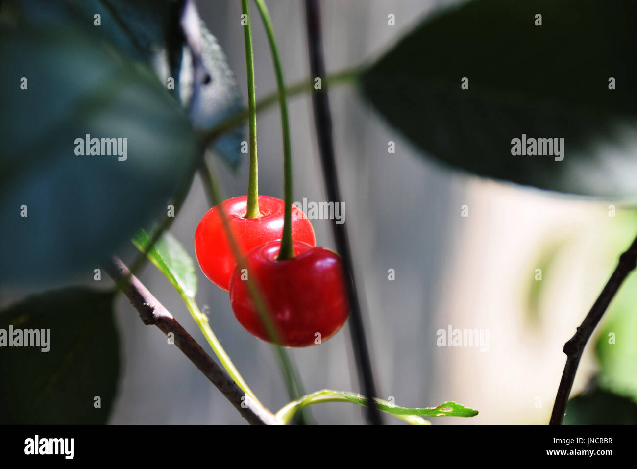Mature le ciliegie acide appeso a un albero ciliegio ramo sotto la luce diretta del sole Foto Stock