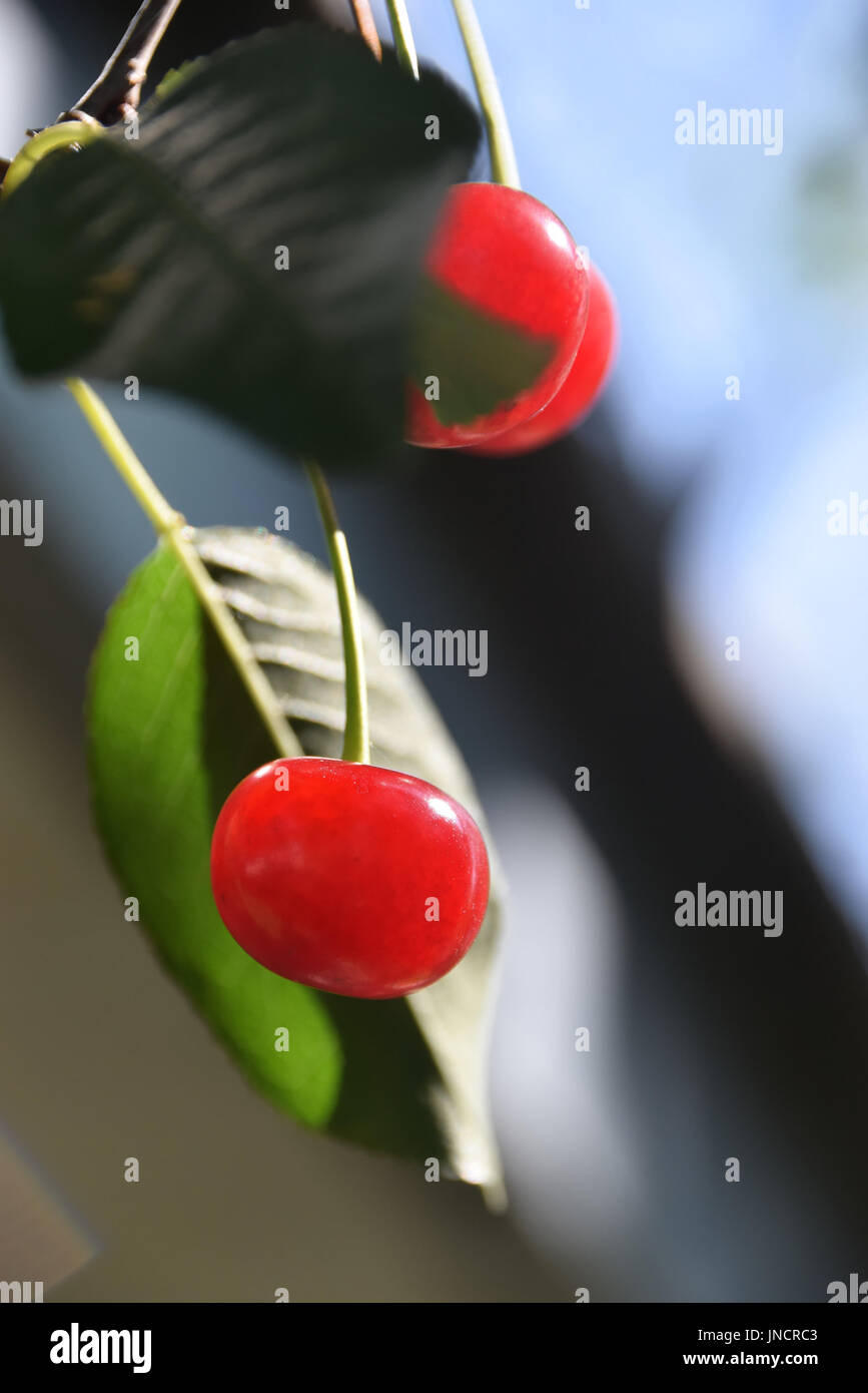 Mature le ciliegie acide appeso a un albero ciliegio ramo sotto la luce diretta del sole Foto Stock