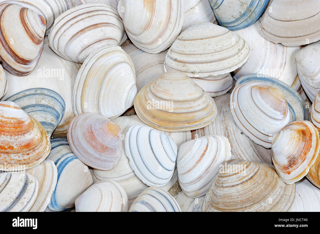 Navigare in gusci di vongole, Texel, Paesi Bassi / (Spisula subtruncata) | Gedrungene Trogmuschel, Muschelschalen / (Spisula subtruncata) Foto Stock