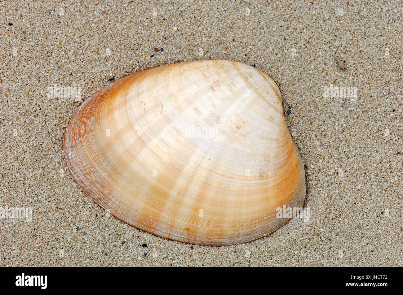 Venere liscia guscio, Francia / (Callista chione) | Glatte Venusmuschel, Muschelschale, Frankreich / (Callista chione) Foto Stock