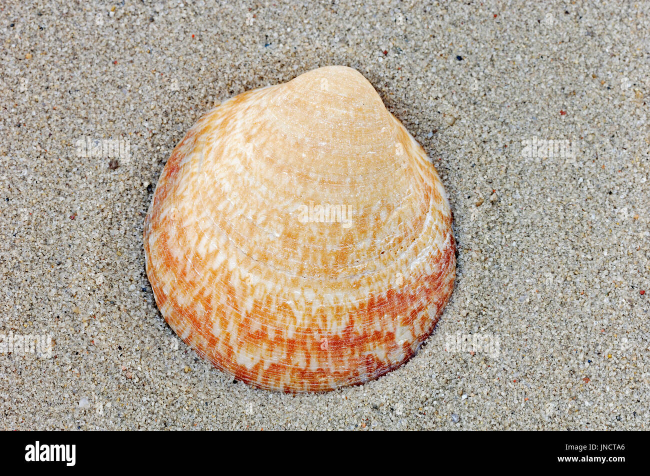 Glycimeris Shell, Francia / (Glycimeris glycimeris) | Gewoehnliche Meermandel, Frankreich / (Glycimeris glycimeris) Foto Stock
