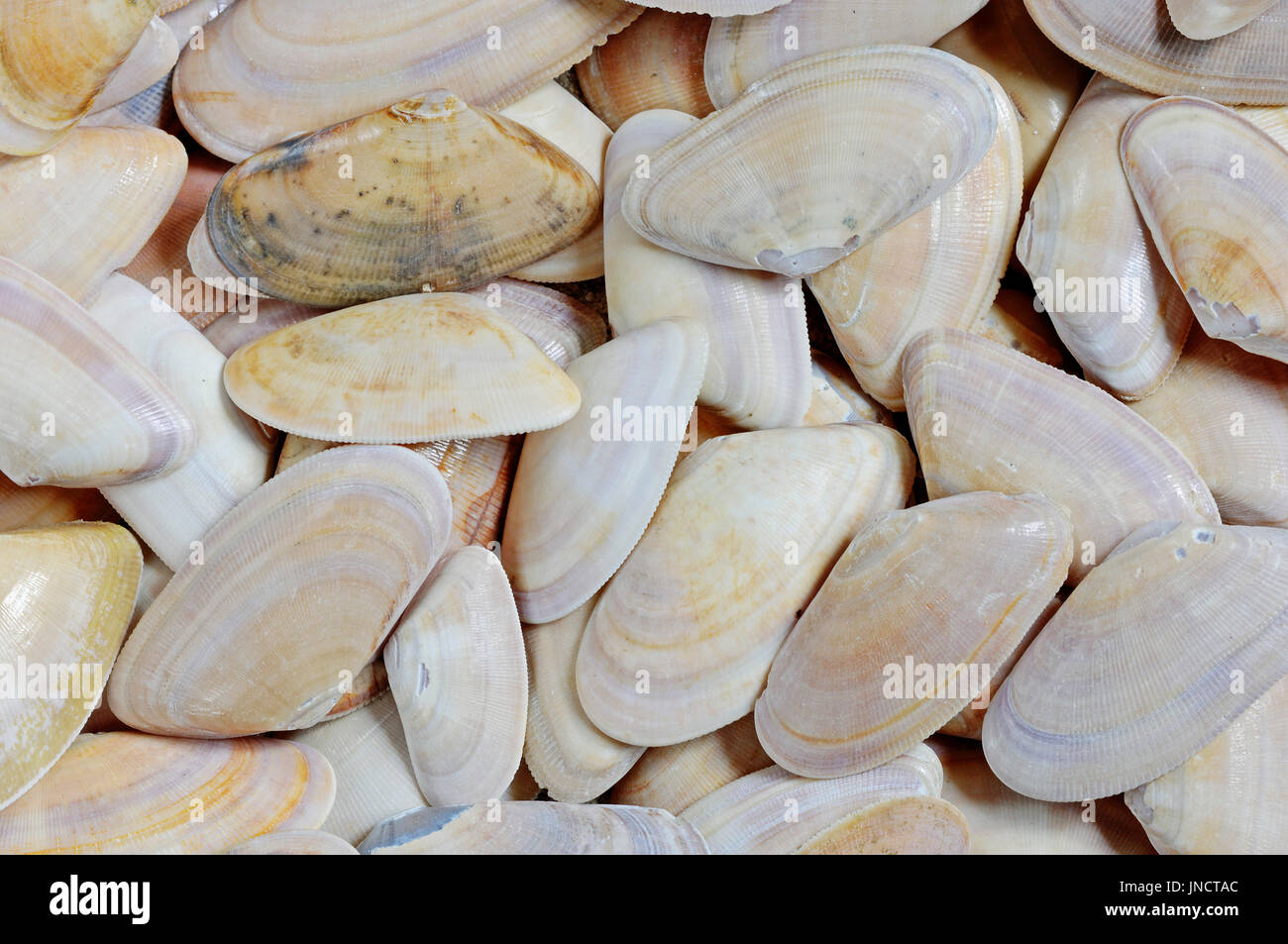 Nastrare il cuneo conchiglie, Texel, Paesi Bassi / (Donax vittatus) / Nastrare Donax | Saegezaehnchen, Muschelschalen / (Donax vittatus) Foto Stock