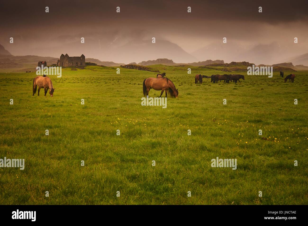 Cavalli su un pascolo, Islanda Foto Stock